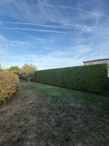 Photo de galerie - Taille de haie