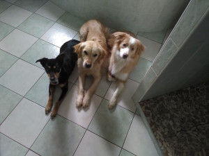 Photo de galerie - Garde de chien à domicile dans un environnement sécurisé et clôturer.