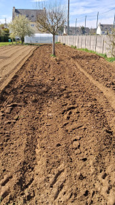 Photo de galerie - Préparation des sols avec micro tracteur équipé d une charrue et rotavator pour réalisation de potager ou pose de gazon. 