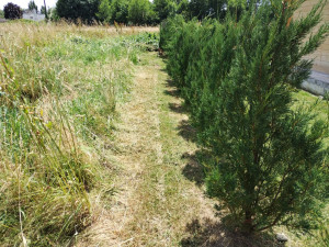 Photo de galerie - Tonte de pelouse - Débroussaillage