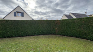 Photo de galerie - Taille de haie de thuyas 