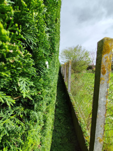 Photo de galerie - Taille de haies et d'arbustes