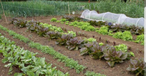 Photo de galerie - Je propose mes services pour confection et entretien potager 