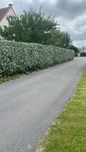 Photo de galerie - Taille de haie elaeagnus 