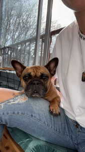 Photo de galerie - Garde animaux