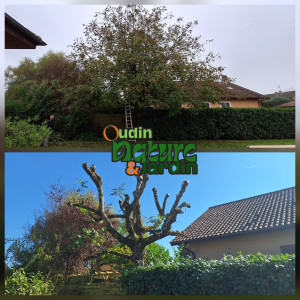 Photo de galerie - Taille de haies et d'arbustes