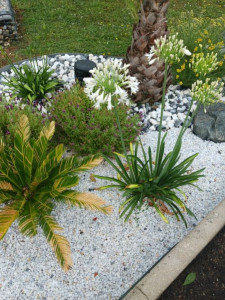 Photo de galerie - Aménagement minéral,  plantation d agapanthes