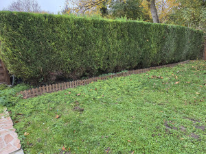 Photo de galerie - Taille haie mitoyenne après