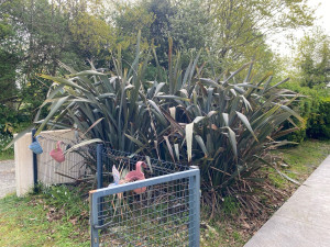 Photo de galerie - Extraction et évacuation d’un Phormium (Phormium tenax).