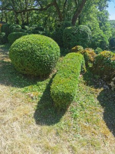 Photo de galerie - Taille de haies et d'arbustes