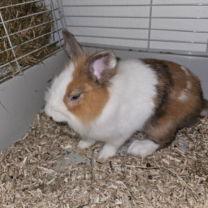 Photo de galerie - Cookie que jai gardée très gentil et câlin 