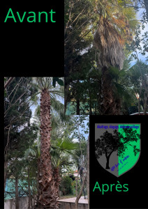 Photo de galerie - Élagage d’un palmier