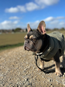 Photo de galerie - Sun ?  Un bouledogue Français âgé de 3 ans.