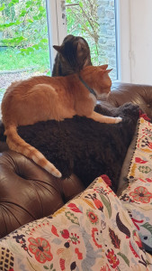 Photo de galerie - Un couplé partie en vacances je me.suis occupé de leurs 7 chats et m occuper des poules et nourrir  1 cheval et 1 ane  fin d année 2024 