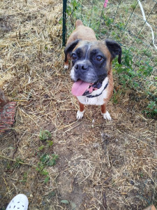 Photo de galerie - Garde chien