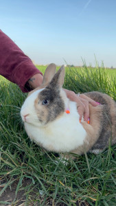 Photo de galerie - Balade de lapin 