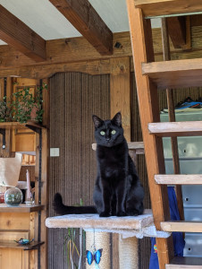 Photo de galerie - Garde chat