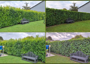 Photo de galerie - Tonte de terrain et taille de lauriers 