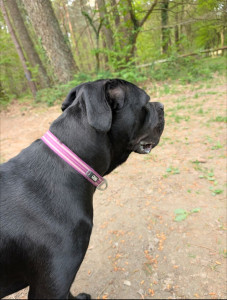 Photo de galerie - Alba, Cane Corso adorable que j'ai pu garder pendant 4 jours 