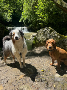 Photo de galerie - Garde chien