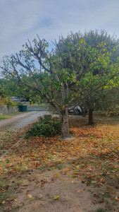 Photo de galerie - Elagage et coupe d'arbres