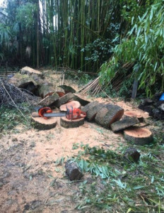 Photo de galerie - Elagage et coupe d'arbres