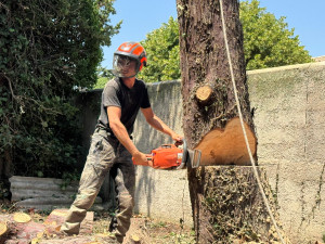 Photo de galerie - Abattage d'un cyprès bleu au pied 