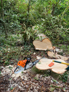 Photo de galerie - Abattage d un marronnier 