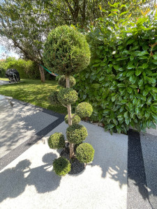 Photo de galerie - Taille de haie et arbustes 