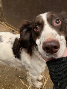 Photo de galerie - J ai l habitude des toute sorte de chien