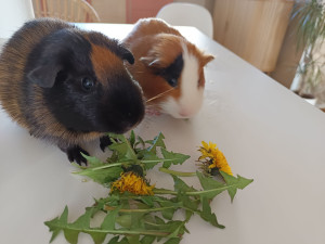 Photo de galerie - Cochons d'Inde ❤️