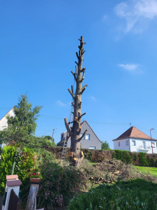 Photo de galerie - Taille sévère d’un cèdre plus de 15 m