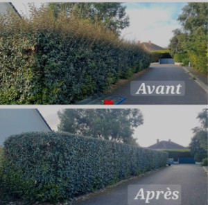 Photo de galerie - Taille de haies et d'arbustes