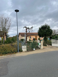 Photo de galerie - Elagage et coupe d'arbres