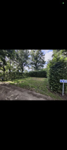 Photo de galerie - Taille de haies 