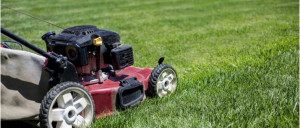 Photo de galerie - Tonte de pelouse - Débroussaillage