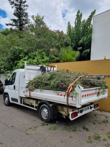 Photo de galerie - 2 grosses branches de pin à 5m du sol 
abattage. découpe au sol. débarrassage. 