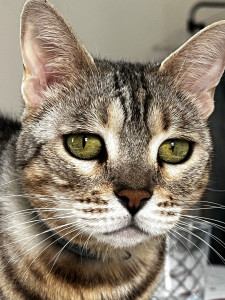 Photo de galerie - S’occuper d’animaux 