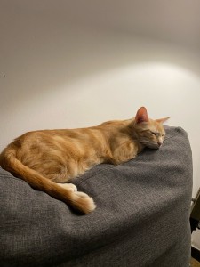 Photo de galerie - Garde animaux