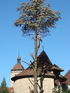 Photo de galerie - Abattage d’arbres ?