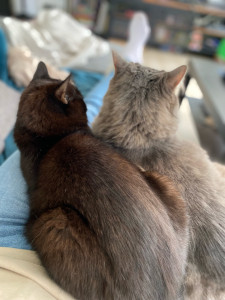 Photo de galerie - Mes deux chats