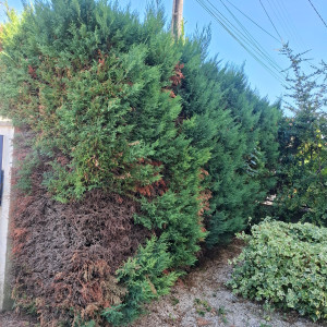 Photo de galerie - Haie tuyas dessouchage évacuation des déchets verts avec benne