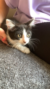 Photo de galerie - Sauvetage d’un petit chaton sur la route