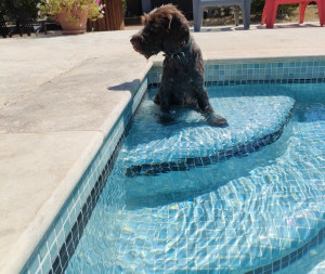 Photo de galerie - Petite baignade