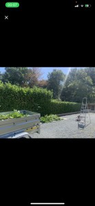 Photo de galerie - Taille de haies et d'arbustes