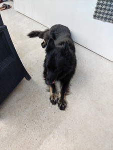 Photo de galerie - Garde chien