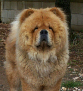 Photo de galerie - Bary le chow chow 