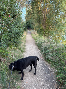 Photo de galerie - Déplacement à domicile pour balade