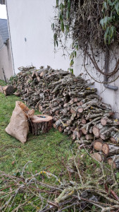 Photo de galerie - Elagage et coupe d'arbres