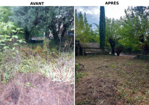 Photo de galerie - Tonte de pelouse - Débroussaillage